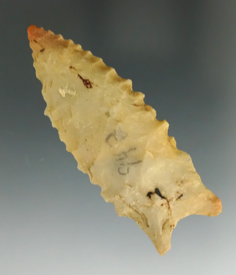 Nice! Heavily serrated 2 3/8" Dalton found in Clay  Co., Arkansas.