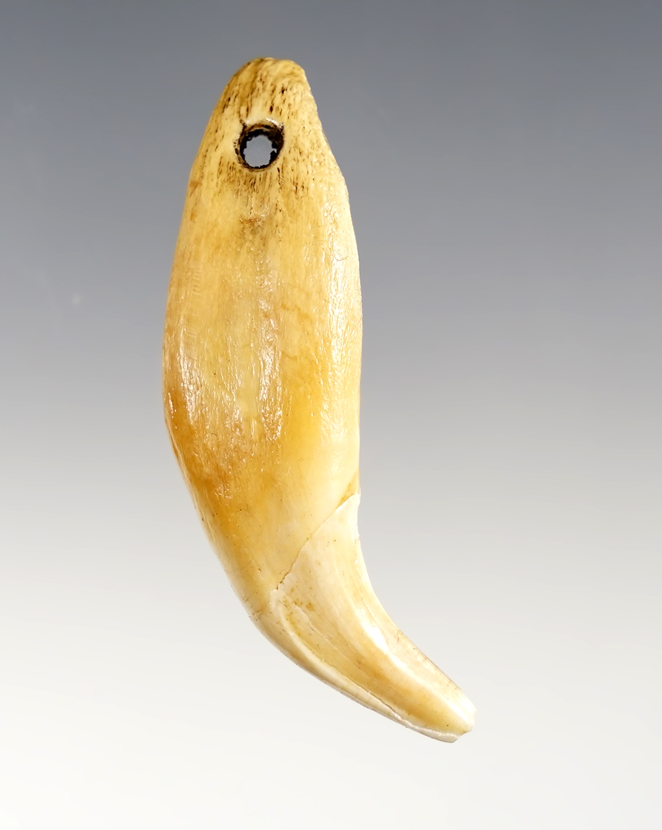 Nice 2 1/2" Bear Tooth Pendant found at the Genoa Fort Site in Genoa, New York. 
