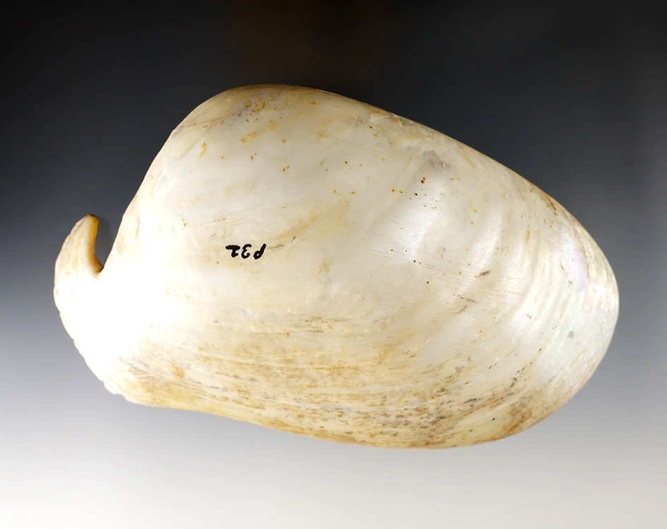 5 3/4" Clam Shell Effigy Ornament found in 1932 in Illinois. 