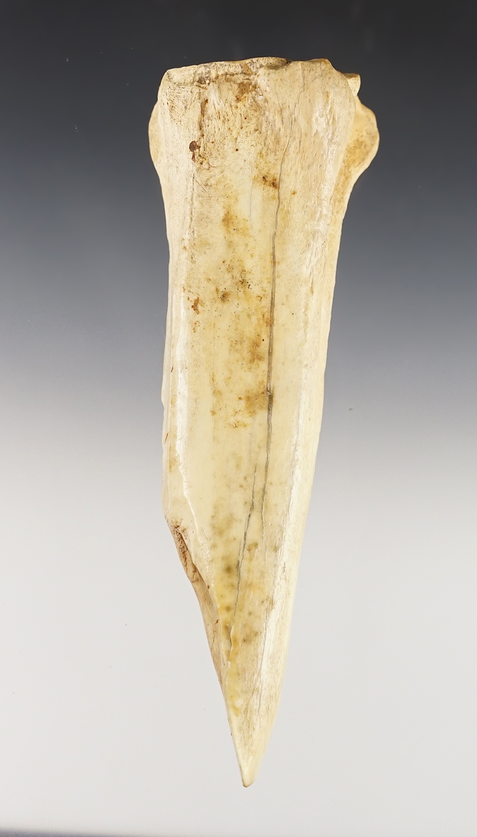 6 1/4" Mandan Bone Gouge that is heavily polished. Found in North Dakota. 