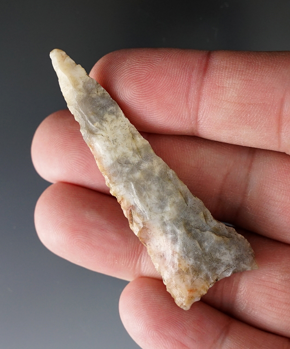 2 1/2" Triangular Point found on the Lord farm near Gainesville, Alachua Co., Florida.