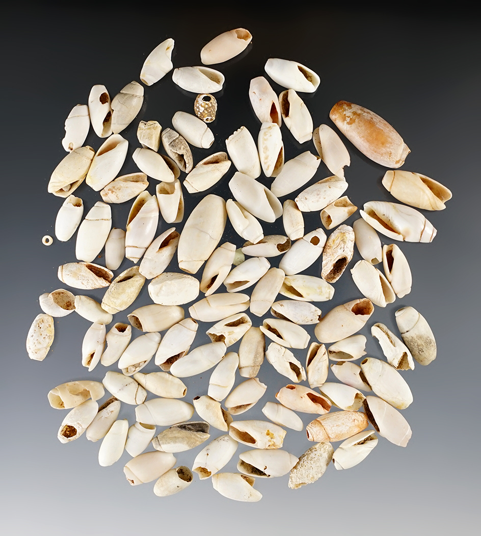 Nice group of drilled snail shell beads found at is site in New Mexico.