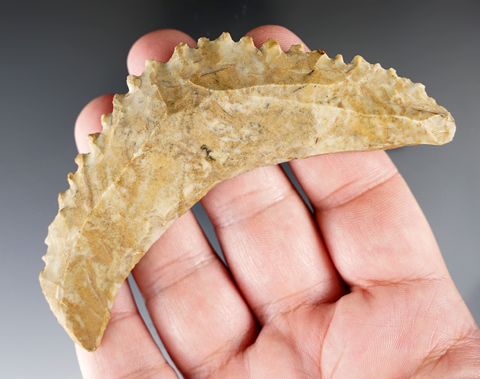 Rare! 4" Crescent shaped serrated saw found in New Mexico. One of the largest examples I have seen!