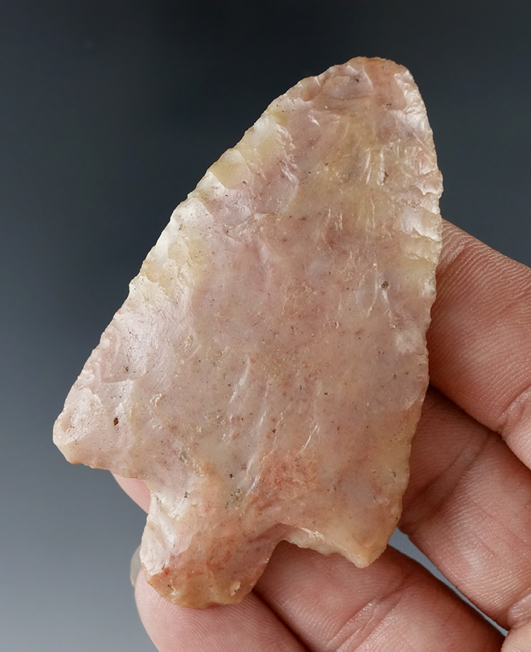 Beautiful material! 2 5/8" Marion found in Manatee Co., Florida.