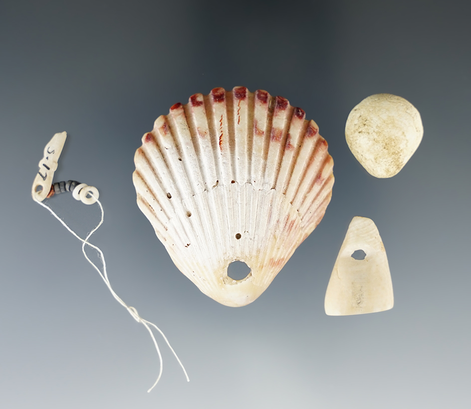 Set of four drilled shell ornaments found at a site in Rio Puerco Valley, New Mexico.