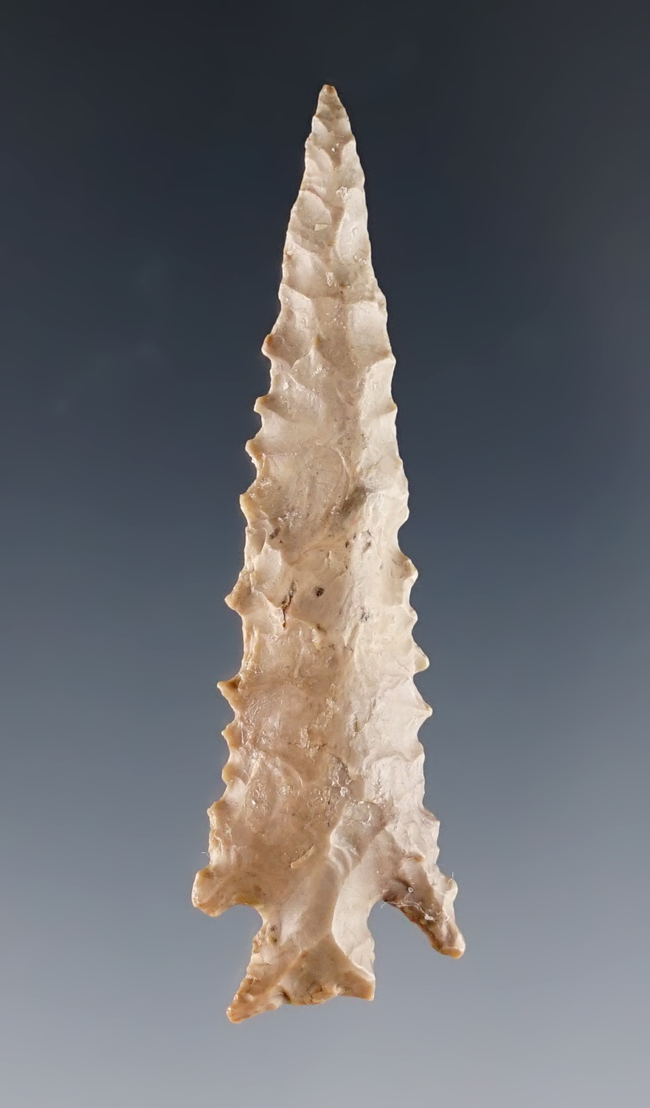 Nicely serrated 2 1/8" Rose Spring. Ex. Gene Favell Museum. Found near the Columbia River.