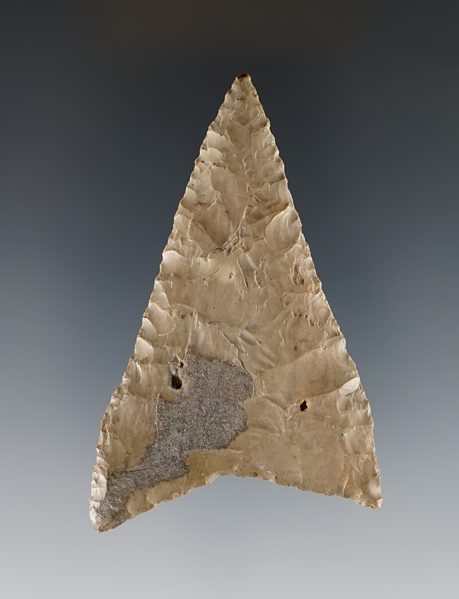 Finely made 2 3/4" Columbia Mule Ear with excellent style and symmetry. Thin for type.