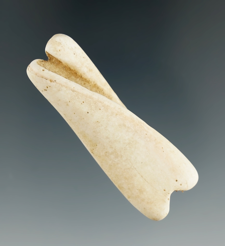 Pictured! Nicely polished 2 1/8" drilled shell bead found in Eastern South Dakota.