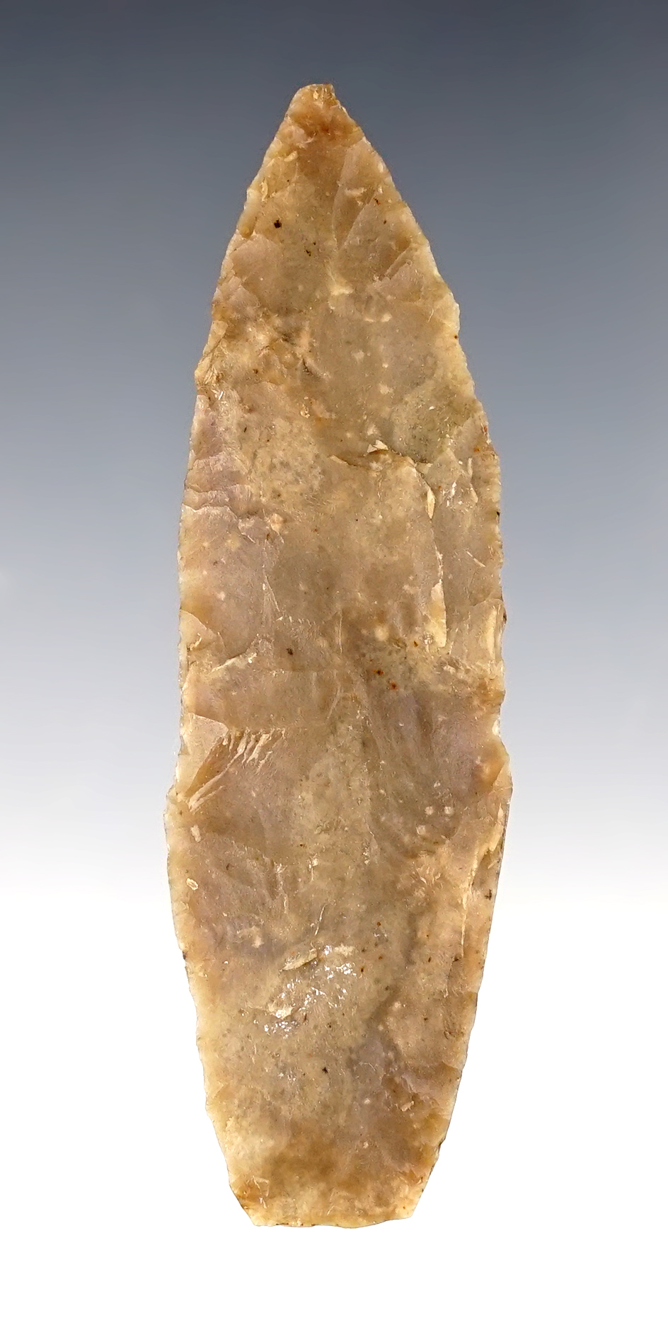 Nice 3 3/16" Angostura found in Coryell Co., Texas. 