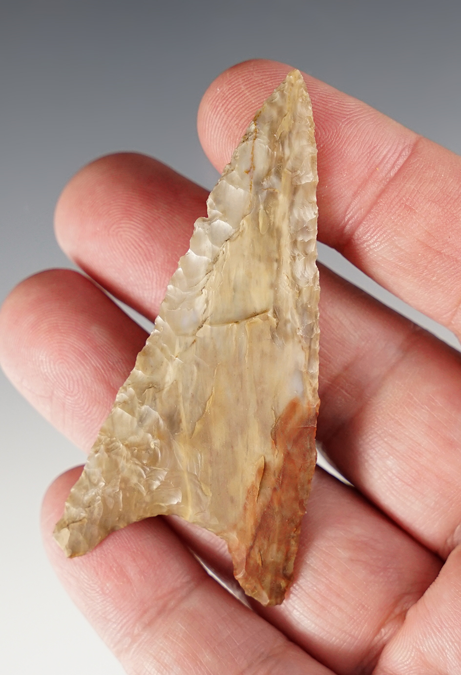 2 13/16" Columbia Mule Ear Knife made from petrified wood - Oregon. Ex. C.L. Pugh Museum.