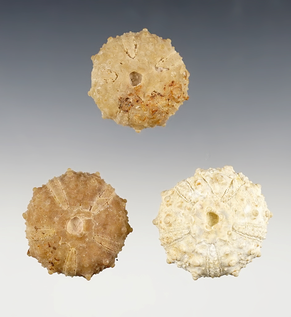 Set of three Fossilized Sea Urchins recovered in Morocco. Very unique! Largest is 1 5/8".