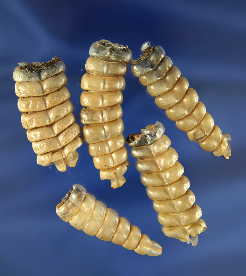 Set of five Eastern Washington rattlesnake rattles, largest is 1 3/4".