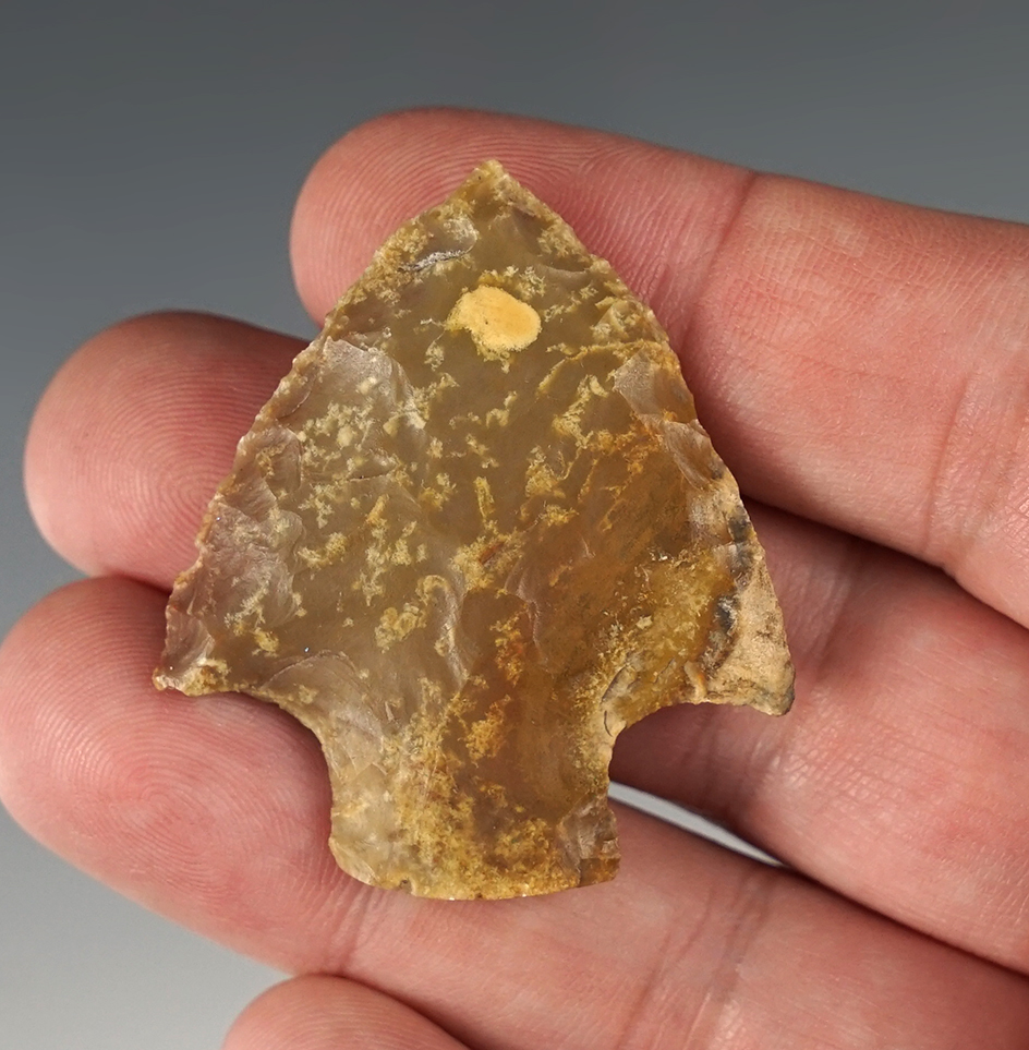 1 3/4" Stem Point found in Alachua Co., Florida.