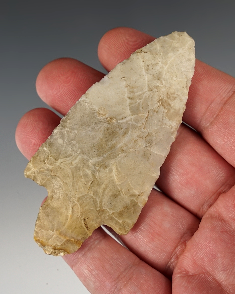 Nice 3 3/8" Adena point found by Harlan Olson on his farm in Brookings Co., South Dakota. Pictured!