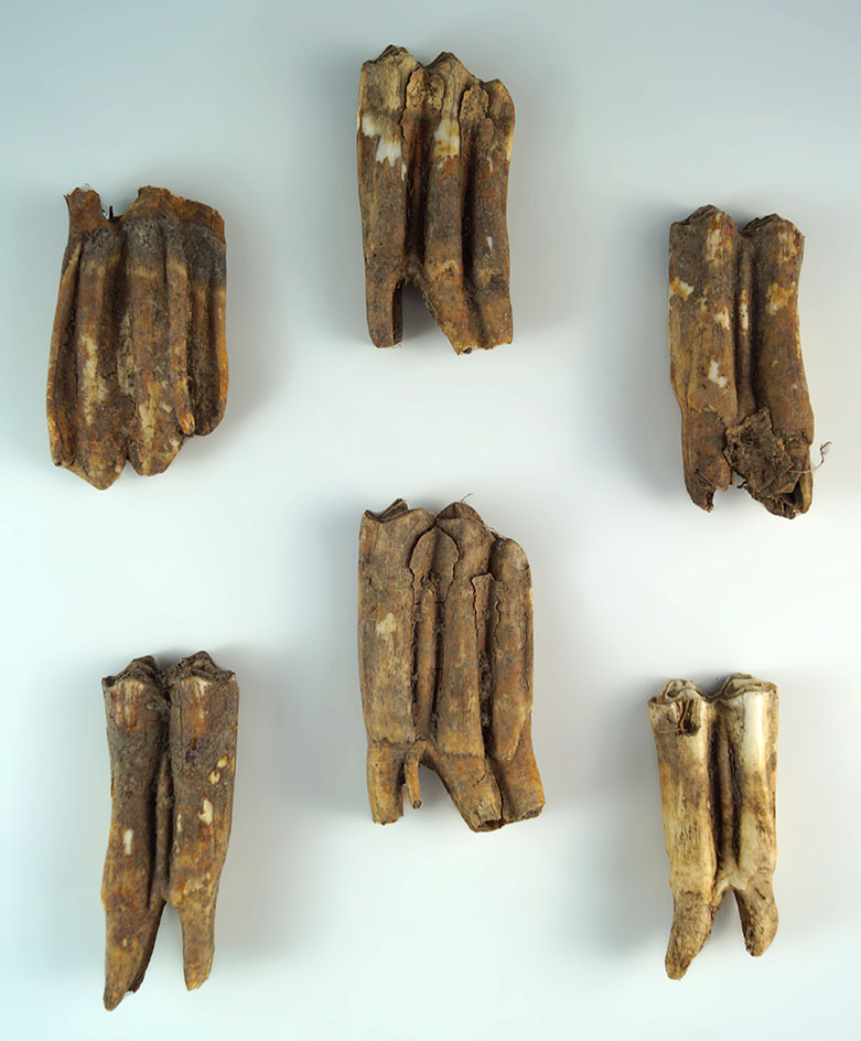 Set of 6 buffalo teeth from a kill site on the Sun River 10 miles east of Augusta, Montana.