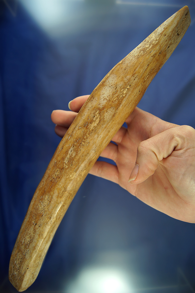 Large 12 1/4" Chisel or Scraper made from a Buffalo Rib bone found in the Dakotas.