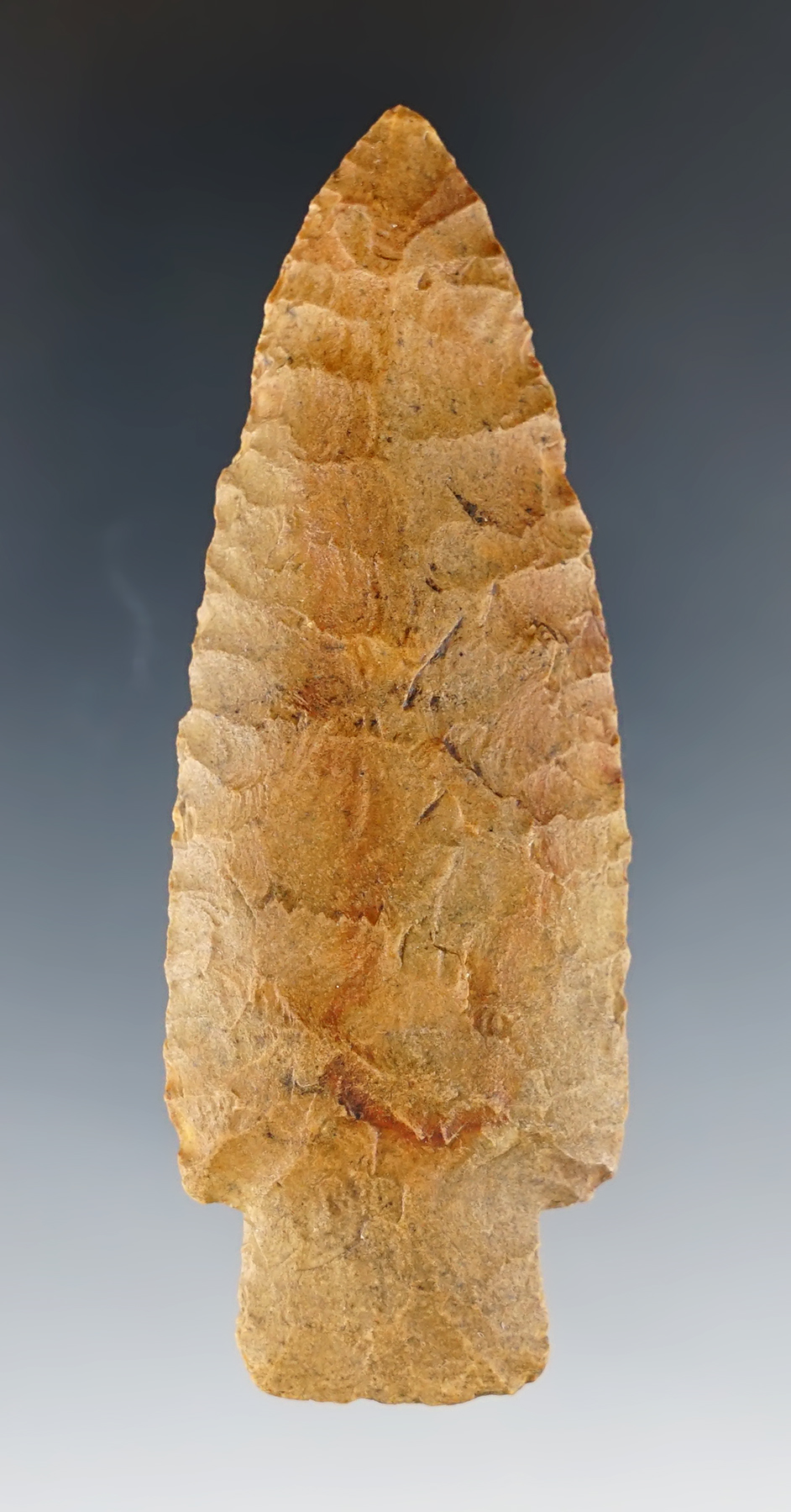 3 3/18" rare Chert Scottsbluff found in Northern Illinois. Comes with a Bennett COA.