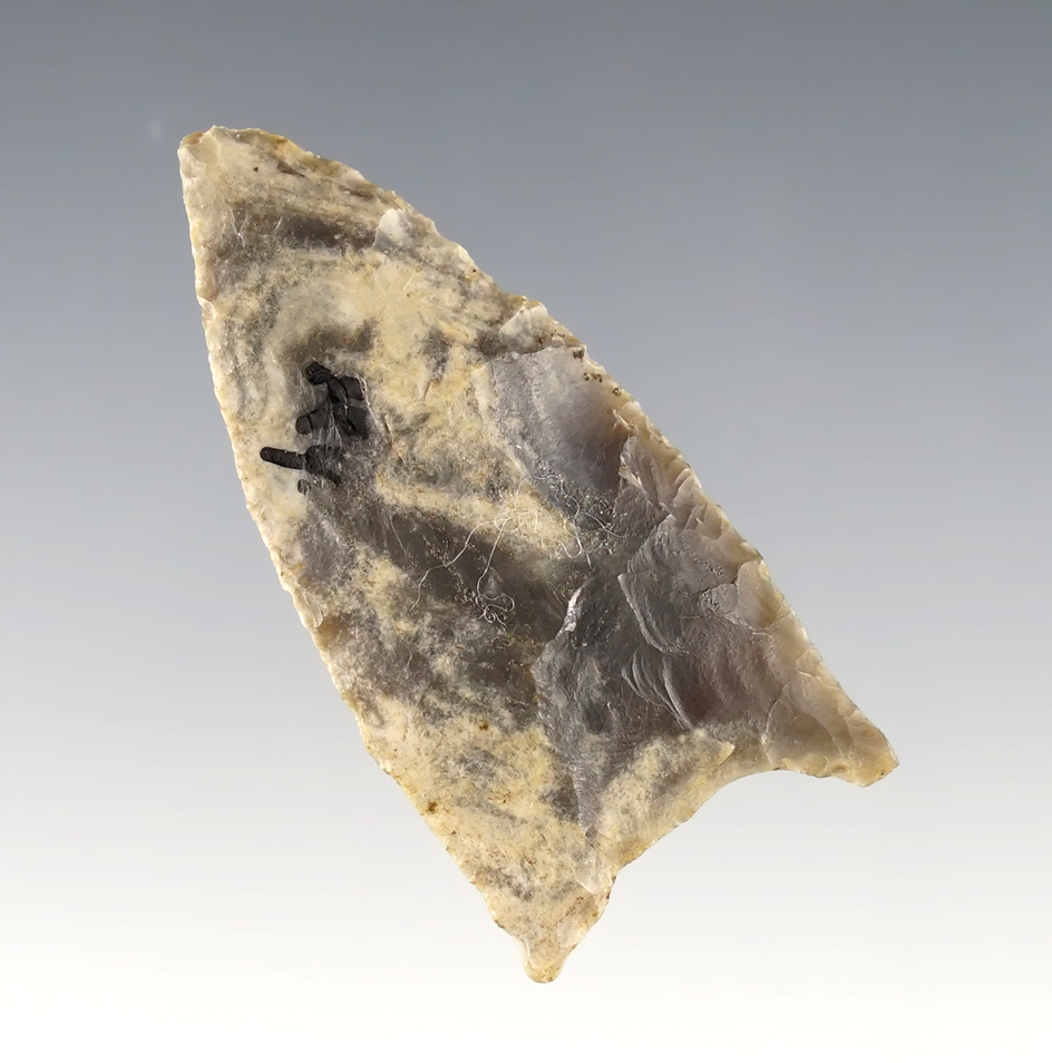 Thin and well made Kentucky Fluted Paleo Clovis that measures 2 1/8". Wayne County Chert. 