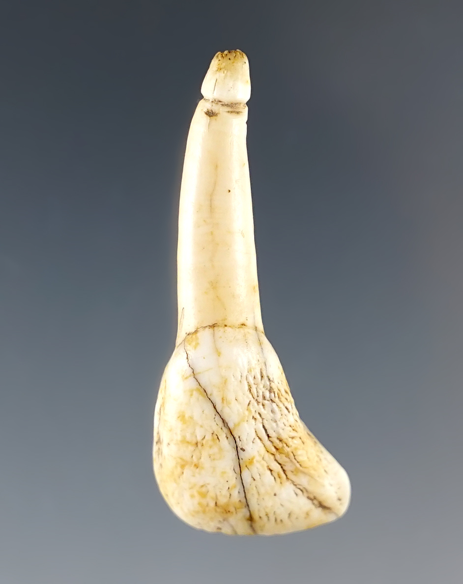 1 9/16" Elk front tooth pendant - grooved for suspension. White Springs Site, Geneva New York.