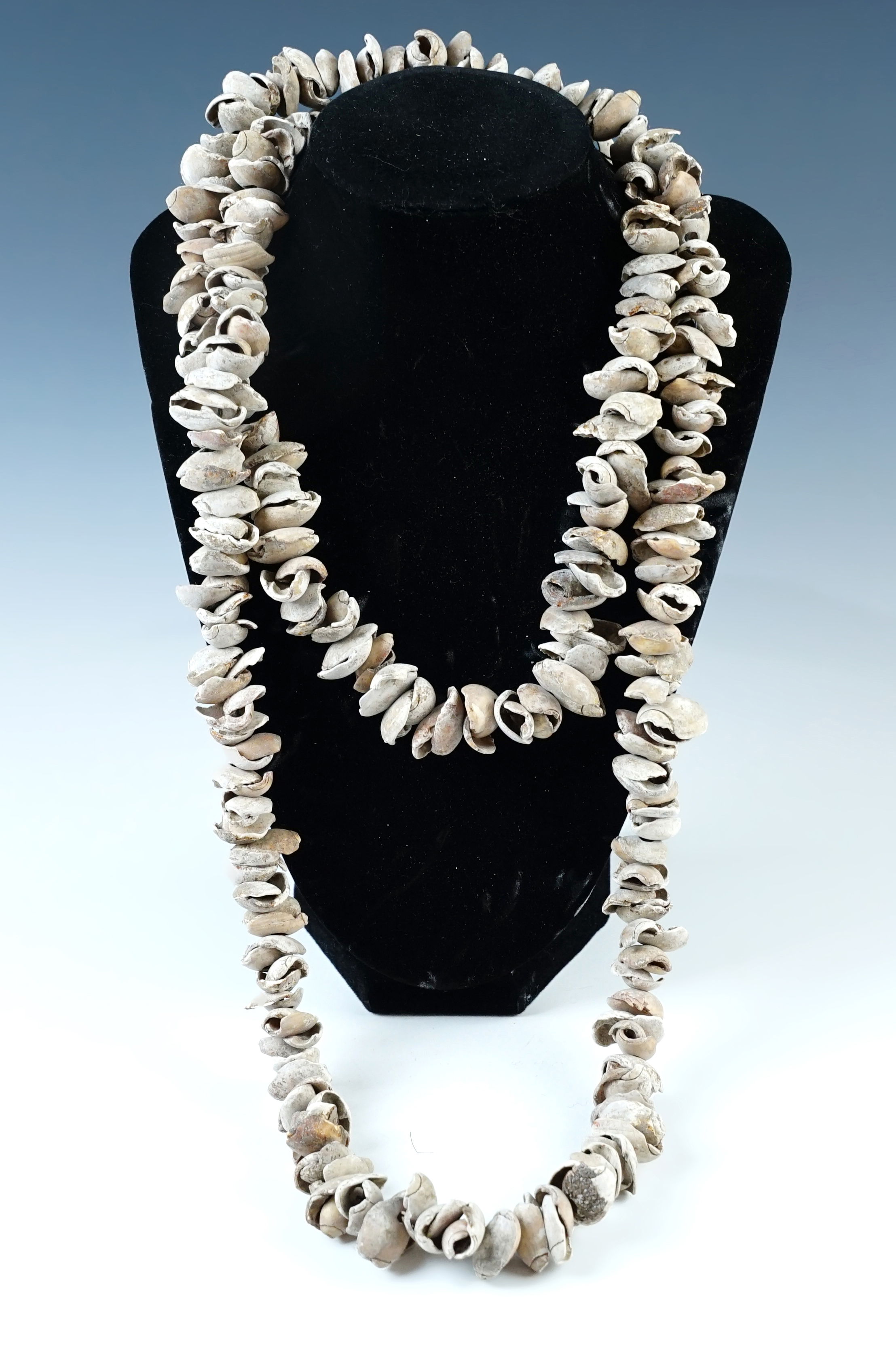 Very large shell bead necklace that measures 48" long. Colusa Co., California. Ex. Ehrke. 