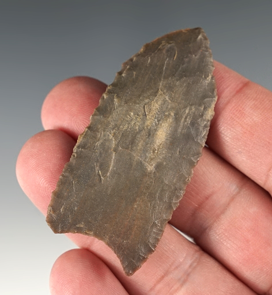 Rare! 2 7/16" thin and well flaked Fluted Paleo Clovis - Petrified Wood. New Mexico.