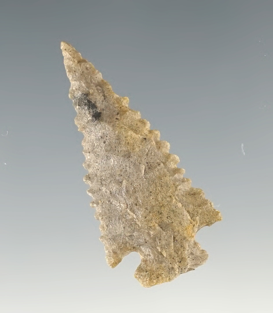 Nicely serrated 1 7/16" Corner Notch found in New Mexico.