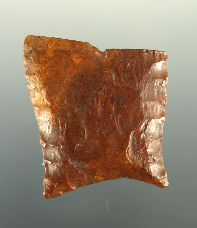 Incredible size on this 1 7/16" Paleo Simpson base found by Ben Waller in Florida.