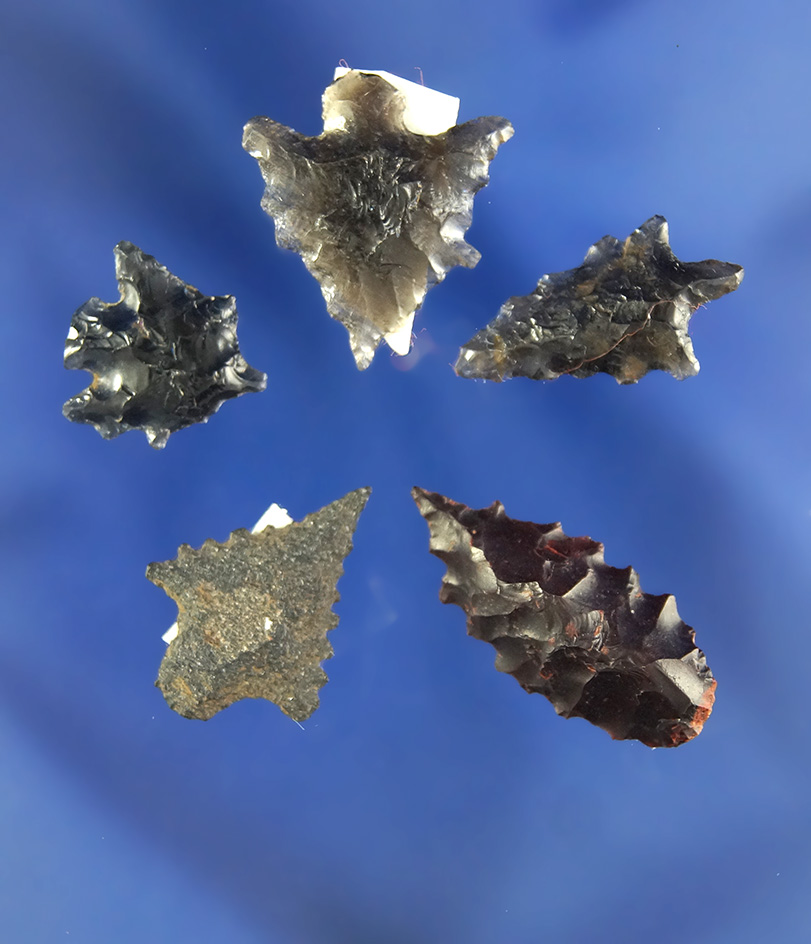 Set of five Obsidian arrowheads found in California, largest is 1".