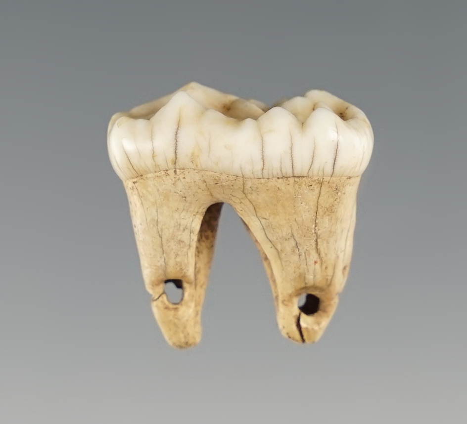 7/8" long Drilled animal tooth found at Site 46-MS-36 in Mason Co., West Virginia. Bennett COA.