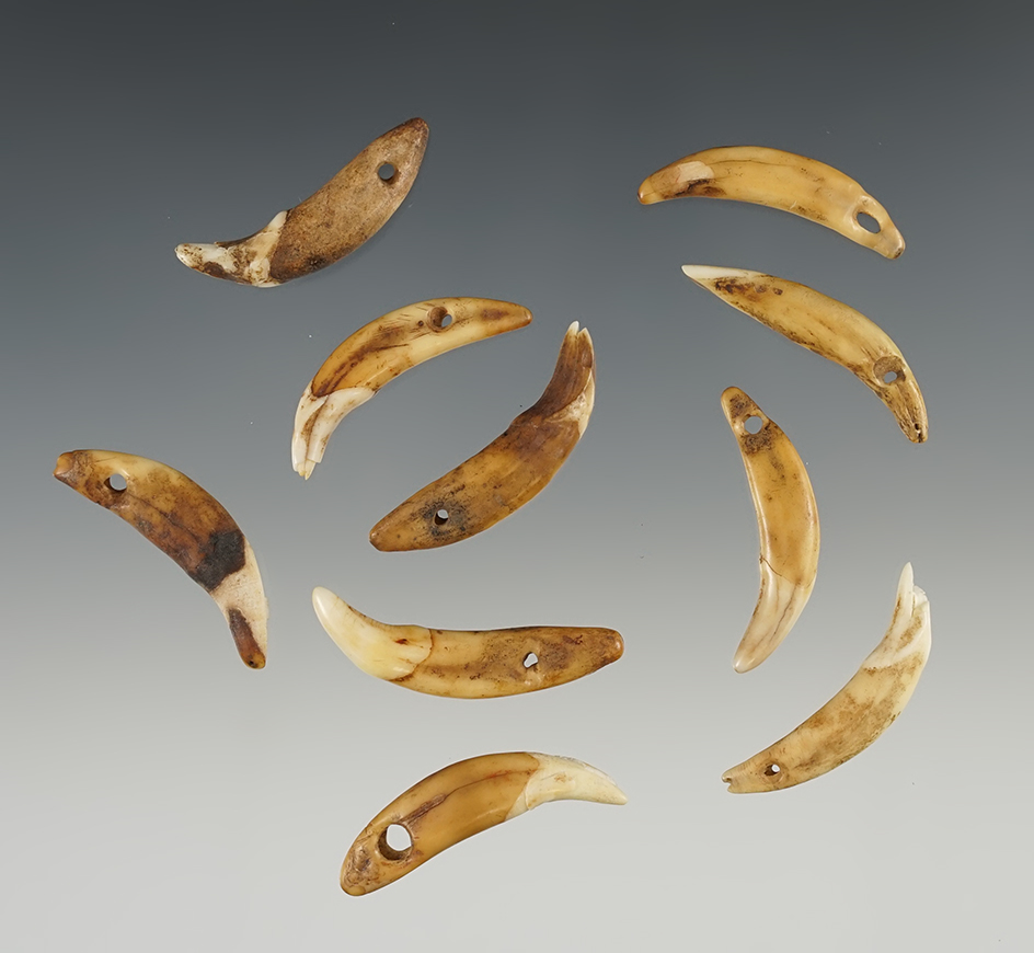 Set of 10 Drilled Canine Teeth that are well patinated. Ex. Raymond Vietzen. The largest is 1 1/4".