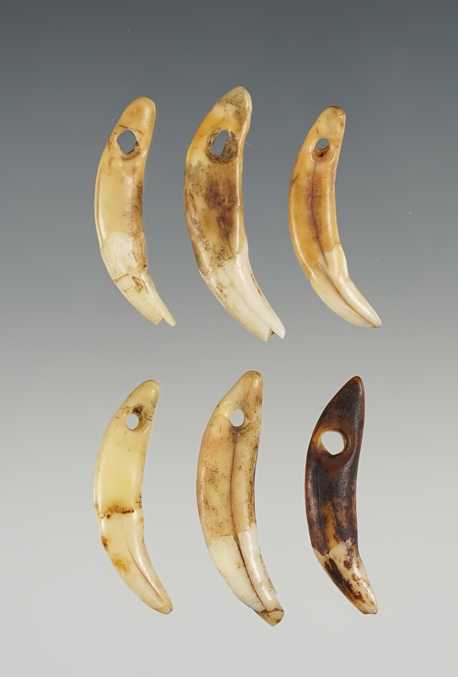 Set of 6 Drilled Canine Teeth that are well patinated. Ex. Raymond Vietzen. The largest is 1 3/8".