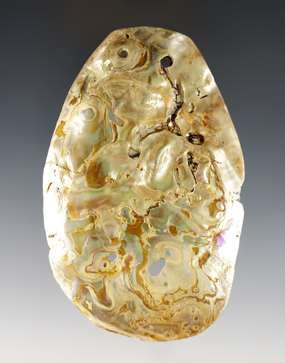 Large 3 15/16" Abalone Shell Ornament that is perforated for suspension. Colusa Co.,California.