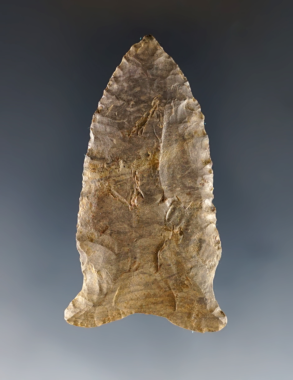 Exceptional 2 3/8" Paleo Quad - Tennessee. Heavy grinding to the basal area.