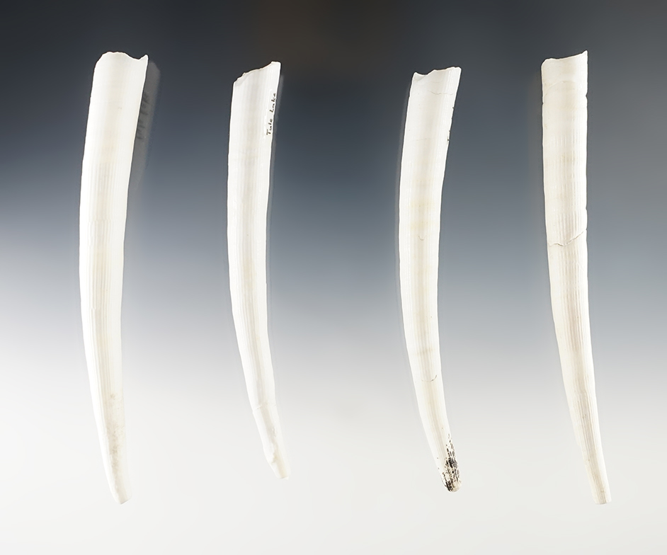 Set of four large Dentalium shells found together at a site near Tool Lake California, Siskiyou Co.