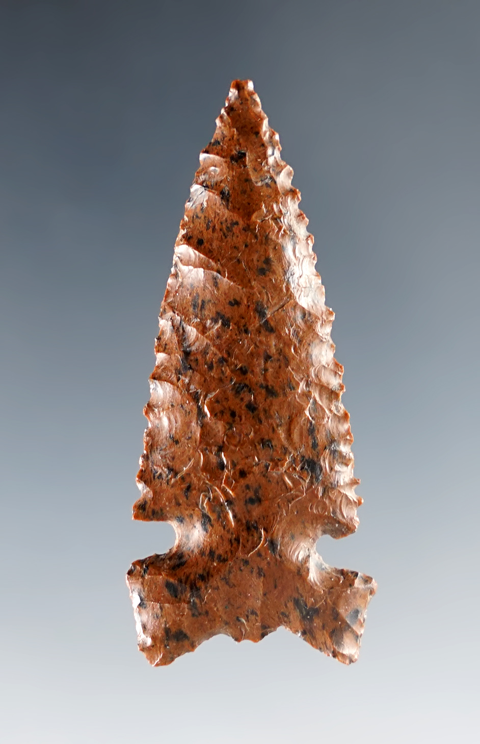 Excellent serrations on this 2 1/16" Northern Side Notched. Very thin. Nevada.