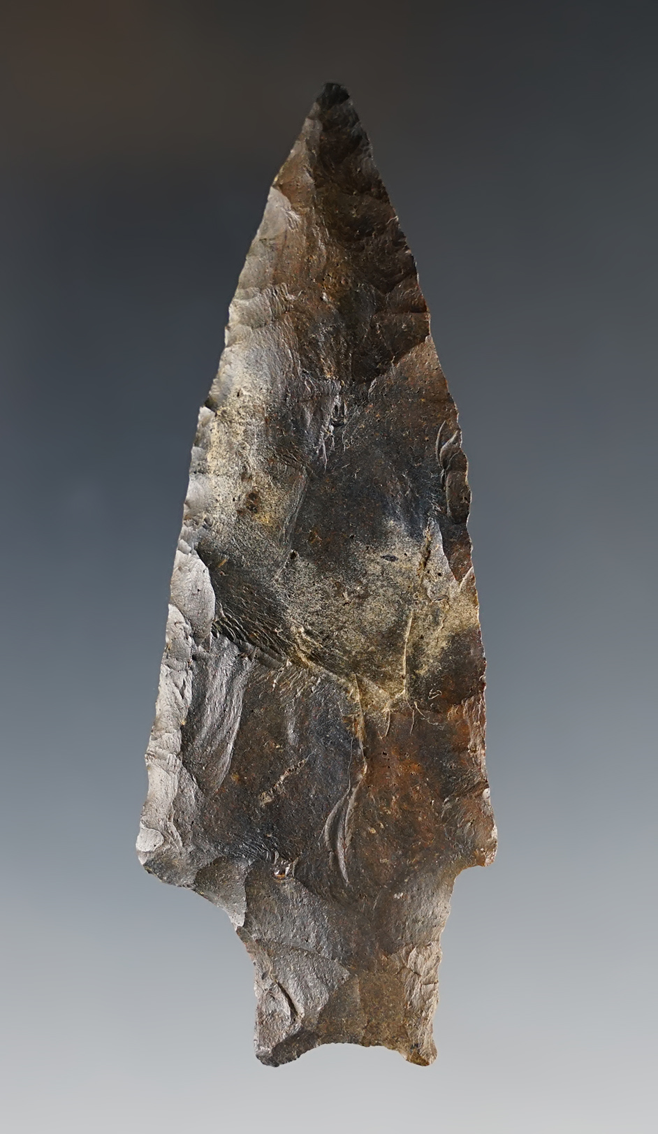 Nice 3 7/16" Savannah River found in Florida. Comes with a Rogers COA.