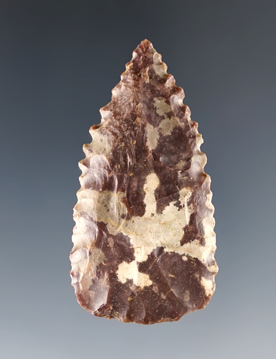 Excellent serrations on this colorful 1 15/16" leaf point recovered in Kansas.