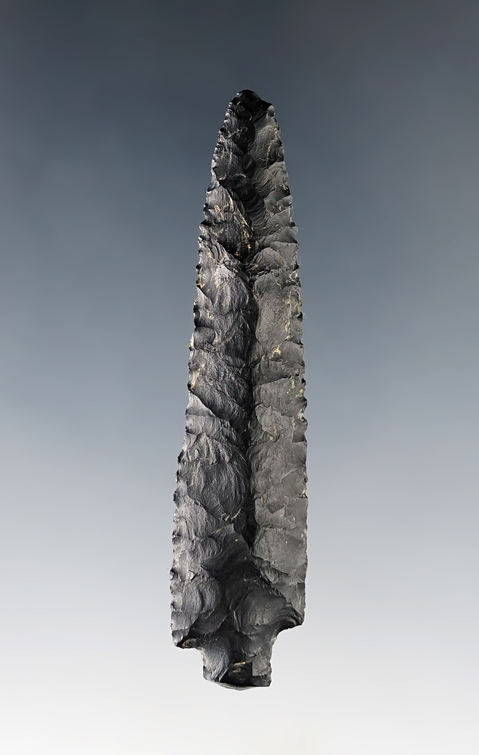 2 9/16" Bear Point with fine serrations. Found on St. Lawrence Island, Alaska. 