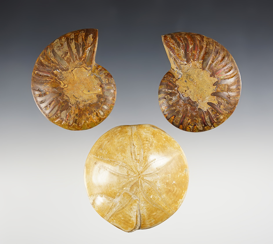 Set of well polished Fossils that make great display items. The largest is 2 3/4".