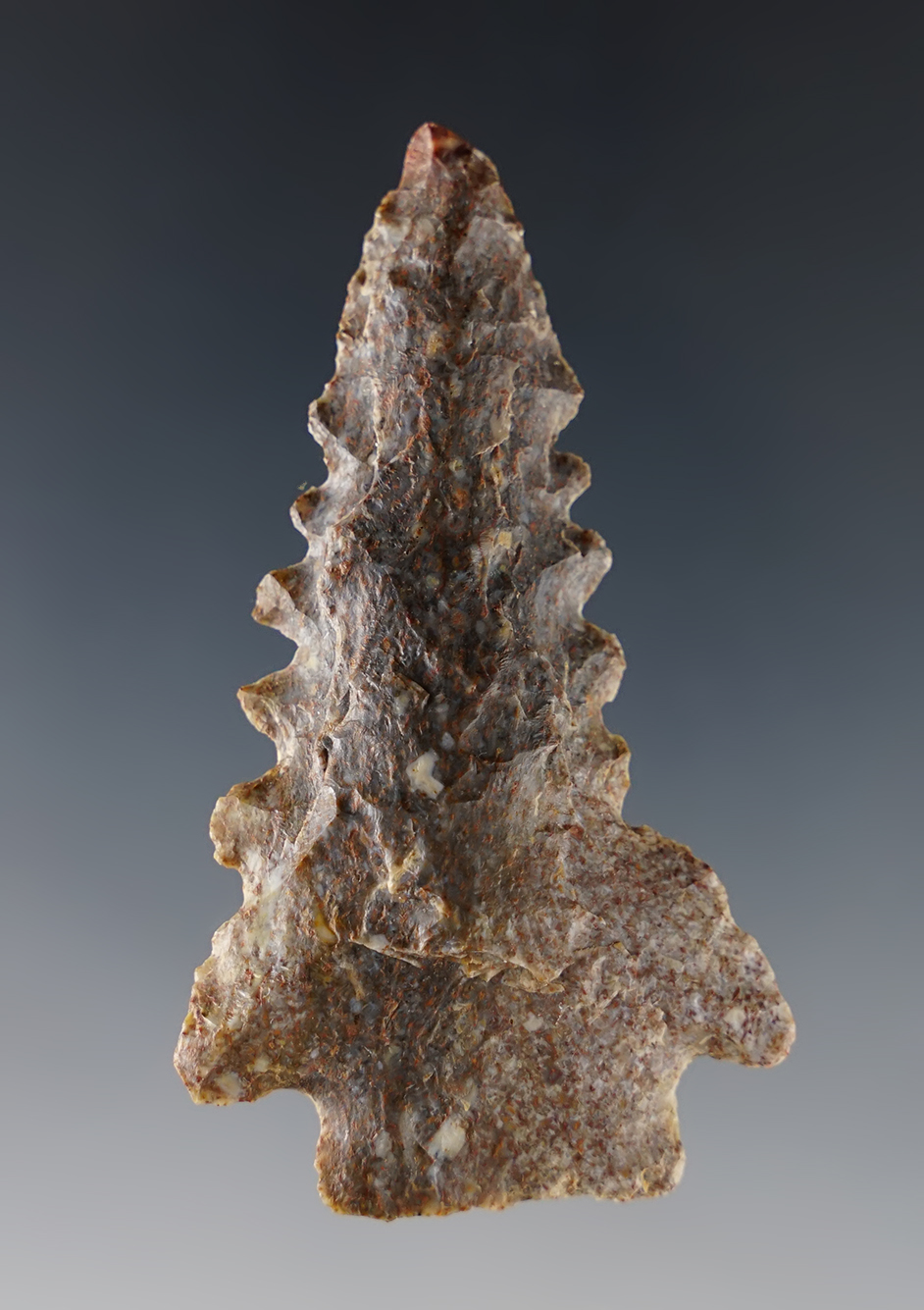 Deeply serrated 2 5/8" Kentucky Pinetree.