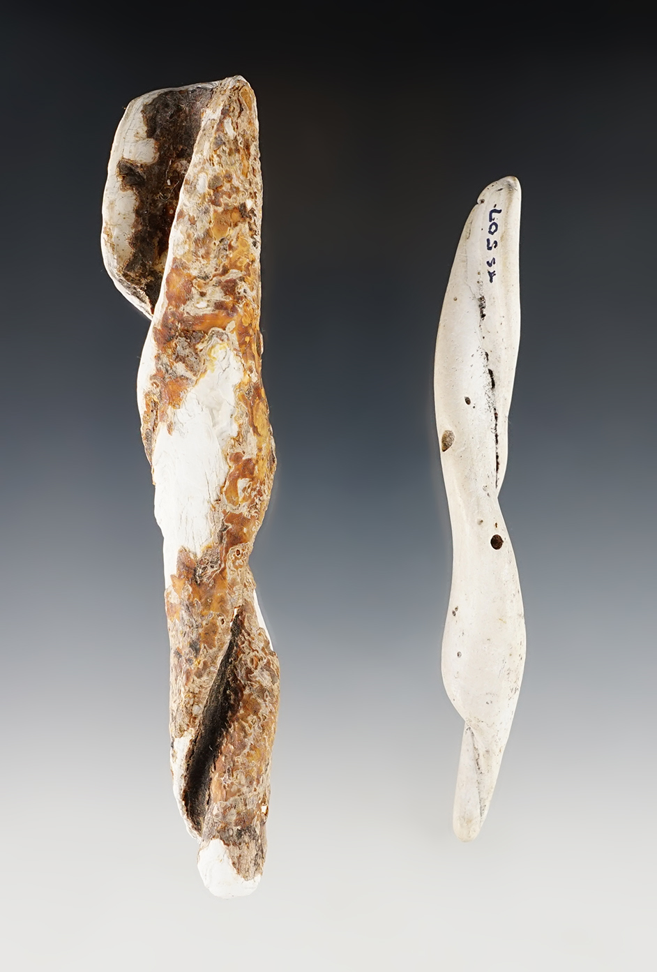 Beautifully made large marine Whelk Shell pendants recovered at a site in New York.