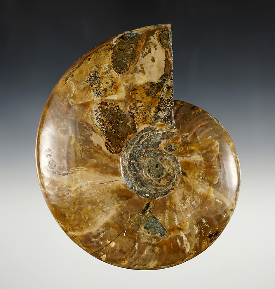 6 1/4" Fossil Ammonite (one small surface chip on one side) nicely cut and polished.