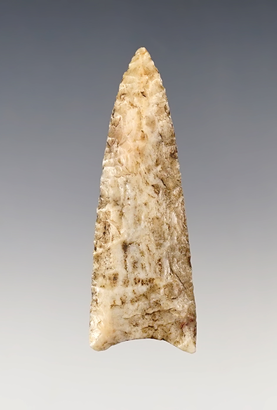 Rare 2 7/16" Paleo Allen found in northeast Arkansas. Comes with a Rogers COA. 