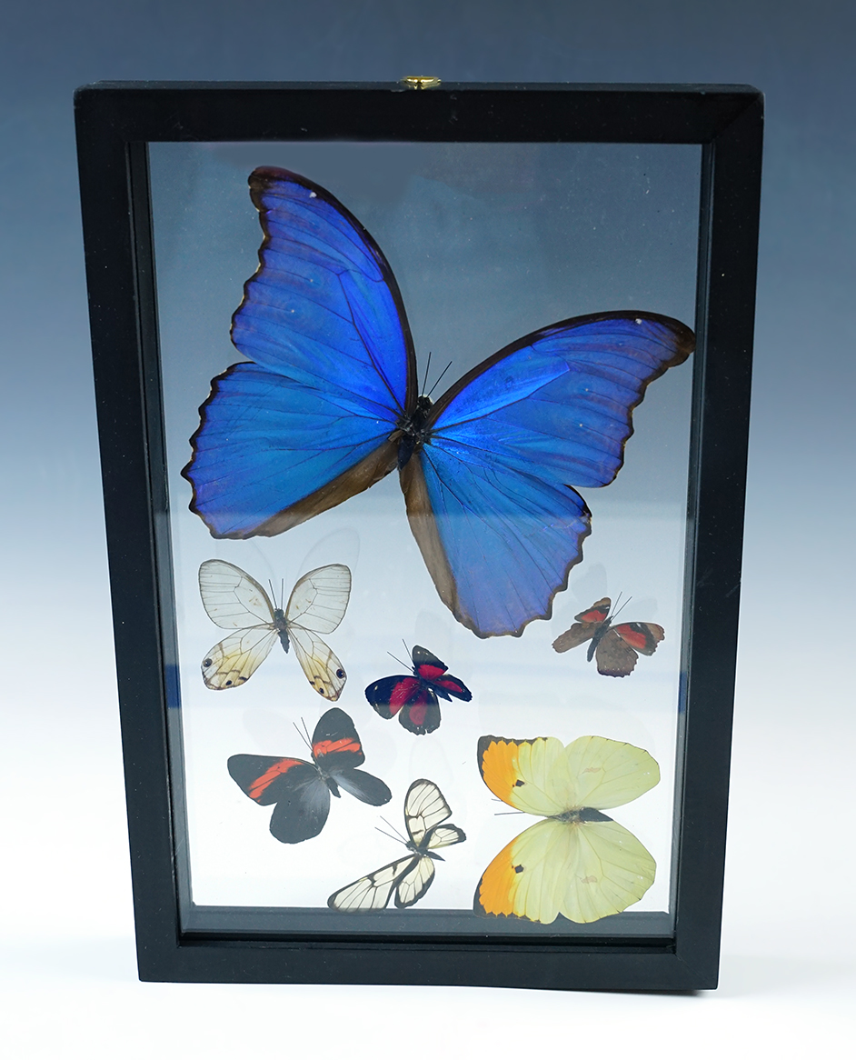 Attractive butterfly display that measures 11 3/4" x 7 3/4". 