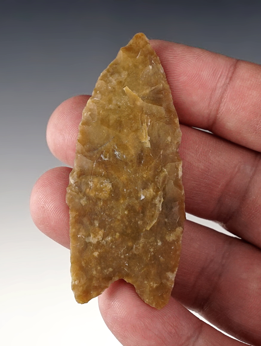 Rare 2 5/8" Paleo Allen - light brown Cobble Chert. Found in Oklahoma. Rogers COA. 
