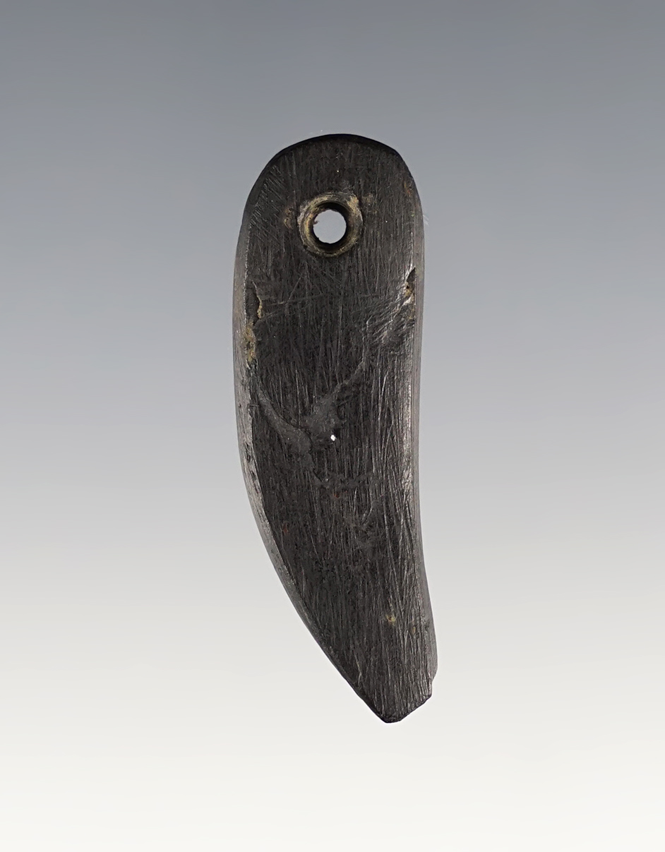 1 11/16" Cannel Coal Claw Effigy Pendant. Found at the Fox Field Site in Mason Co., Kentucky. 