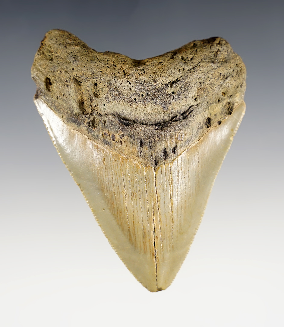 3 1/4" Megalodon Fossilized Sharks Tooth. 