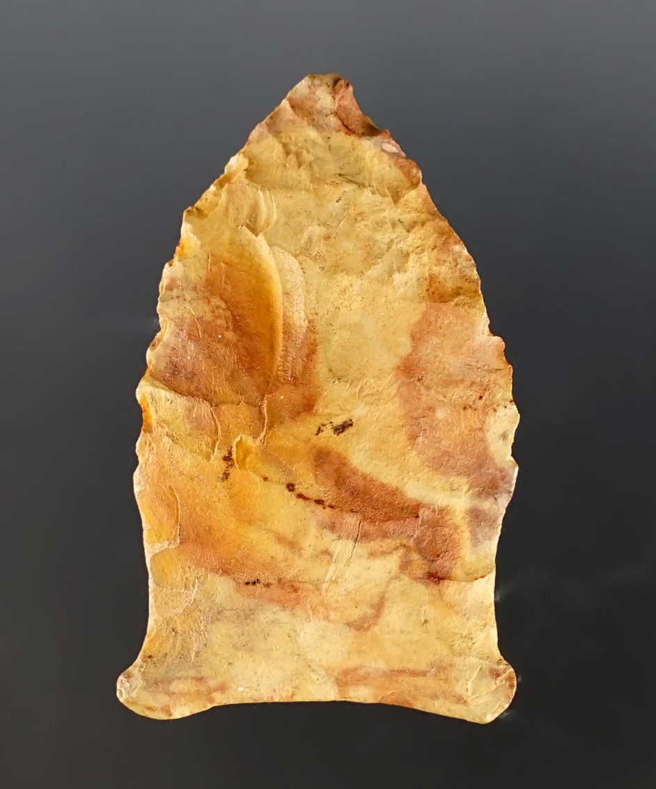 Colorful 1 3/4" Transitional Paleo Hinds found in the Tennessee area.