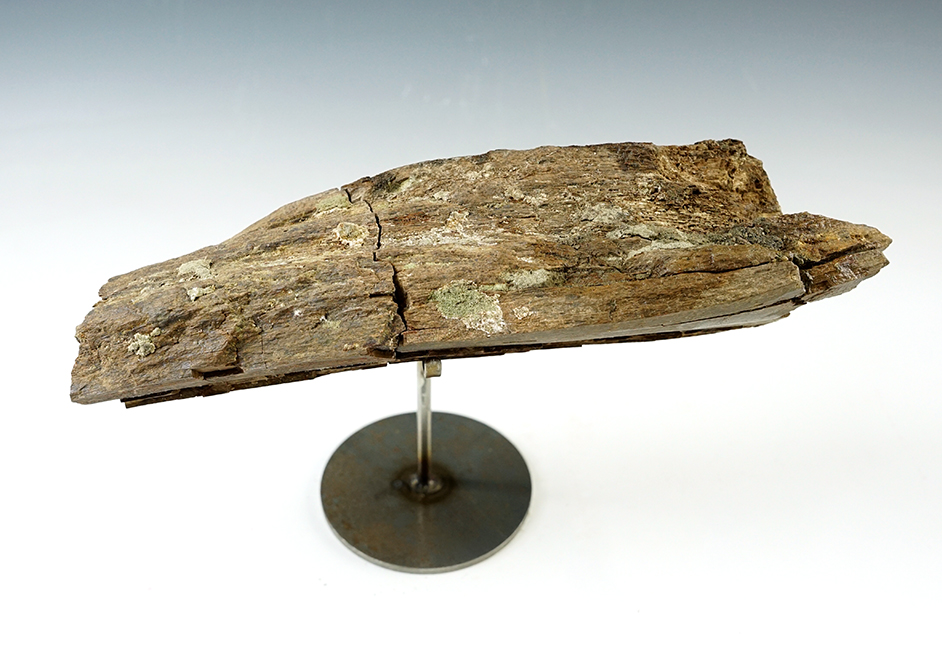 8 3/4" long Fossil Hadrosaur Limb section recovered at the Judith River Formation in Montana. 