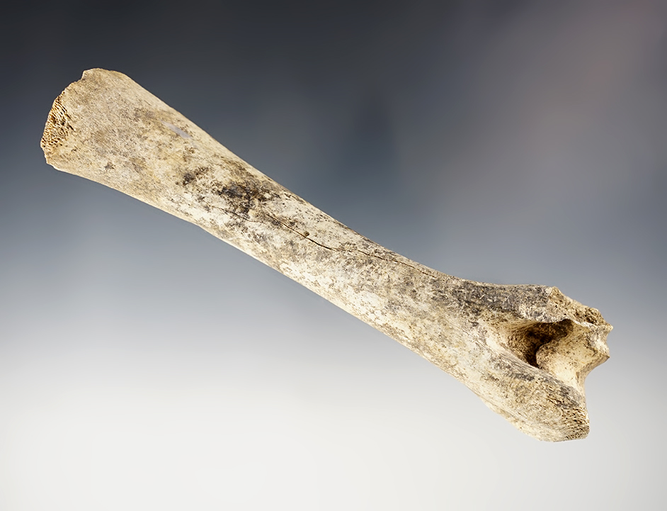 Rare 6" Knife Handle made from Bone. Found in Kentucky. Ex. Vietzen collection. COA.